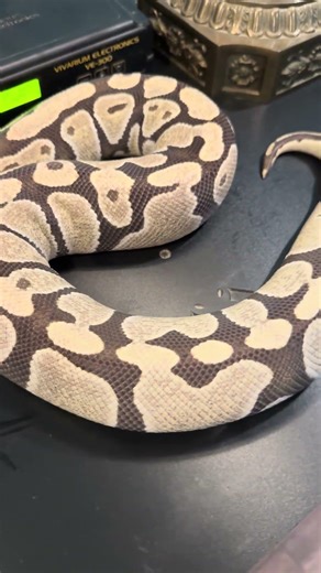 Desert Ghost Ball Python! #ballpython #ballpythonsnake #reptiles #desertghost