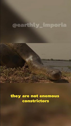 Majestic Anaconda The Giant of the Amazon Rainforest