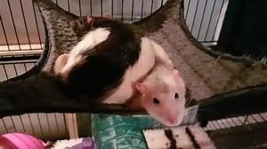 69 reactions · 16 comments | Exploding Fish's Rat Mischief Official Fanpage on Reels | Facebook