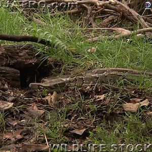 Exo Wildlife on Reels