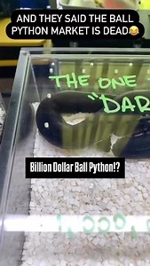 1.4K views · 4.4K reactions | Billion Dollar Ball Python!?!? What a dope looking snake produced by @maddballpythonz  He had this awesome animal on display at the Daytona Beach Reptile Expo 4 years ago | BALLS of FURY | Facebook