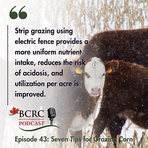 2.3K views · 11 reactions | Grazing standing corn has many benefits,...