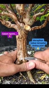 590 reactions · 126 comments | Merapikan bekas tempelan pada anting putri  #bonsai #antingputri #bonsaitree #fyp | Karimun Java | Facebook