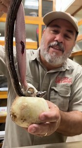 HATCHING A BABY PYTHON🤩 We open these snake eggs in order to make sure the babies are healthy🥰 | Jayprehistoricpets