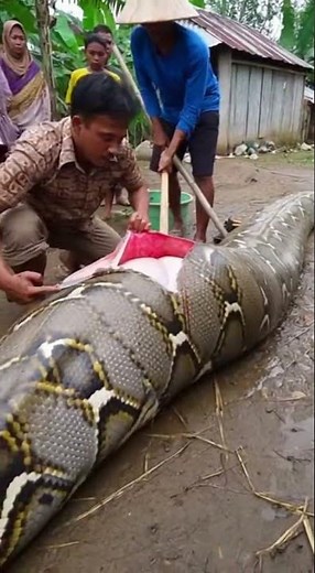 What's REALLY Inside a Python's Stomach?