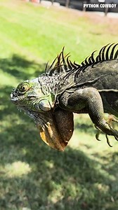 You can run but you can't hide #iguana #dogs | Python Cowboy Hunts