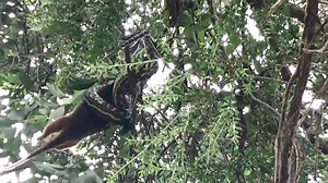 Python v Possum: This python nicknamed “Monty,” took about around 45 minutes to devour the marsupial up a tree in Queensland. Credit: Greg Hosking via storyful | Cairns Post