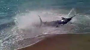 8K views · 73 reactions | Fishing In Greece on Reels | Facebook