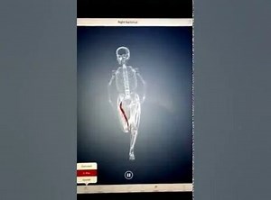 Biodigital Human 3D App Tutorial