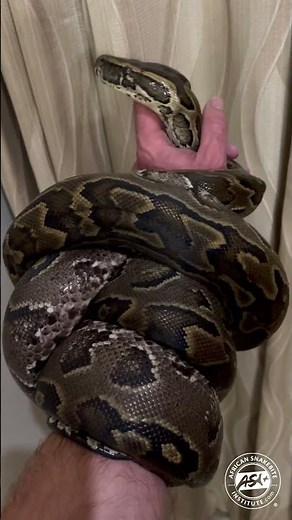Beautiful African Rock Python