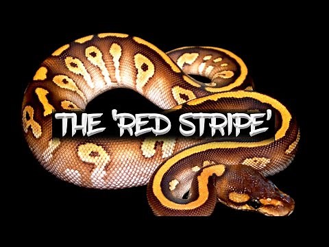 The 'Red Stripe' Ball Python