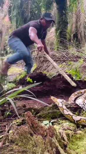 It turns out that this is how big the python that lives in old wood is