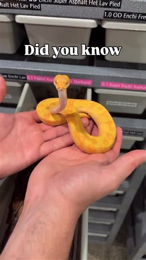 Did you know that there’s never been a recorded human death caused by a Ball Python🤔 | BALLS of FURY