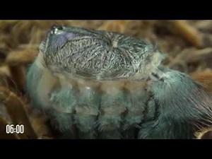 Tarantula molting is like alien from science fiction movie! A must watch!