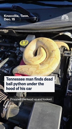 A man in Tennessee was surprised to find a dead ball python when he opened the hood of his car to investigate an unusual smell. | NBC News