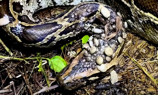 Watch: Snake Hunters Find Giant Python Being Eaten Alive by Ticks