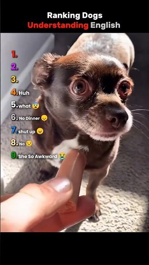 Ranking Dogs Understanding English