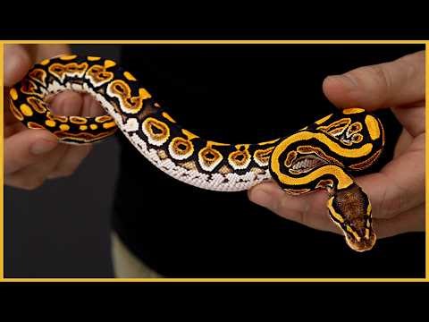 Brand New White Lace Combos - Better than DG?!