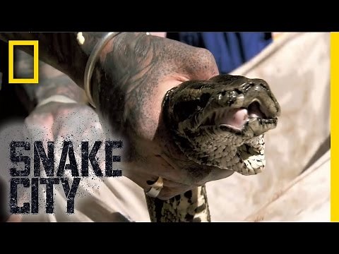 Massive Python Rescue | Snake City