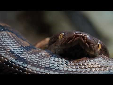 Largest SNAKE ever found! Check it out!