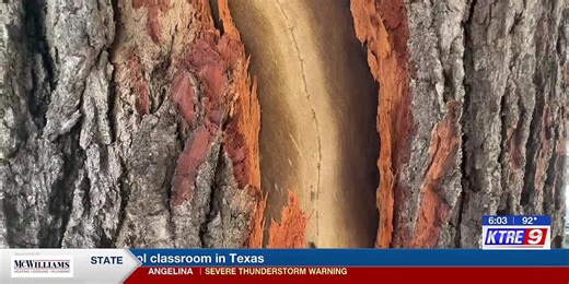 Arborist explains when to remove lightning-struck trees