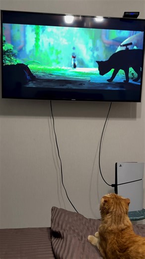 Графіка Stray: Консультації з котячими богами