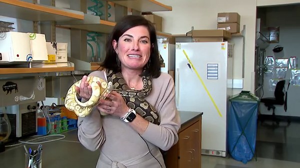 Python blood could lead to weight loss drug with fewer side effects