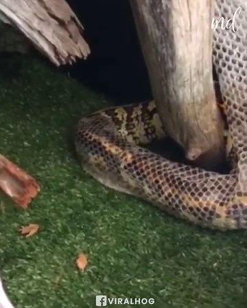 Watching this python shed its skin is so mesmerising! 😱🐍 | MetDaan Animals