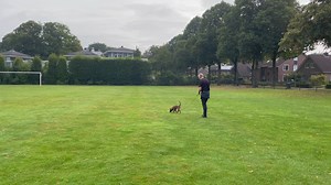 88 reactions · 7 comments | In this video you see how we teach our young dogs tracking. This young puppy is only trained for a few weeks in our system and is already able to follow a track on grass. Dick is wearing a microphone and will explain what we do and why we do things during tracking. | Dog Training Dick Staal | Facebook