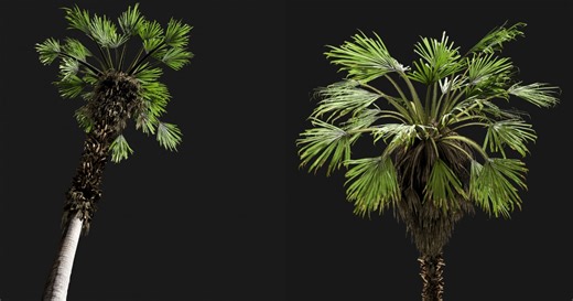 How to Make Realistic 3D Fan Palm Using SpeedTree & Substance 3D
