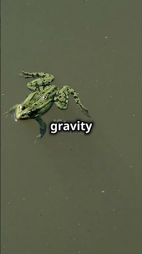 Levitating Frogs! 🐸🌀