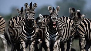 Zebra