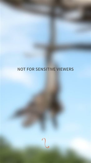 African Bush Camps on Instagram: "A heart-stopping moment in the wild: An African rock python has captured a yellow-billed kite in a deadly embrace. Journey with us to experience authentic Africa. : Hwange National Park, Zimbabwe ✉️: enquiry@africanbushcamps.com #zimbabwe #python #kite #nature #travel #safari"