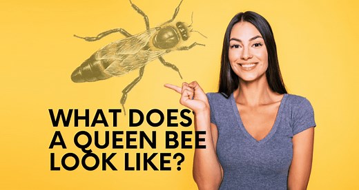 What Does A Queen Bee Look Like? How To Find The Queen Bee
