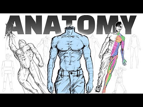 How To Draw The Human Body (Professional Tutorial)