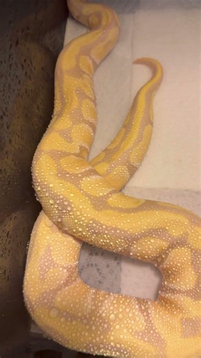 Toffee Albino Ball Python Hit That Like Button And Don’t Forget to Subscribe 🔥