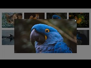Create a Responsive Image Gallery using HTML, CSS, and JavaScript | Step-by-Step Tutorial