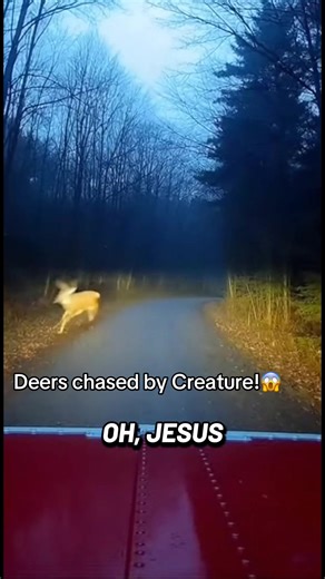 Mysterious Creature Chasing Deer in the Wild