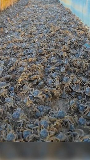 Why are crabs released into rice fields?