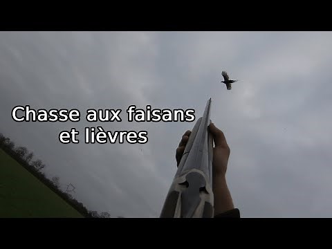 Chasse aux faisans et lièvres - ALEXIS CHASSE