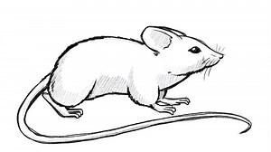 Learn to draw a mouse - Exercise with simple shapes [VIDEO]