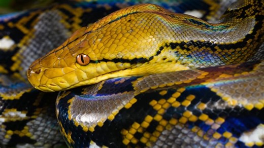 This python swallowed a whole woman - and people just watched