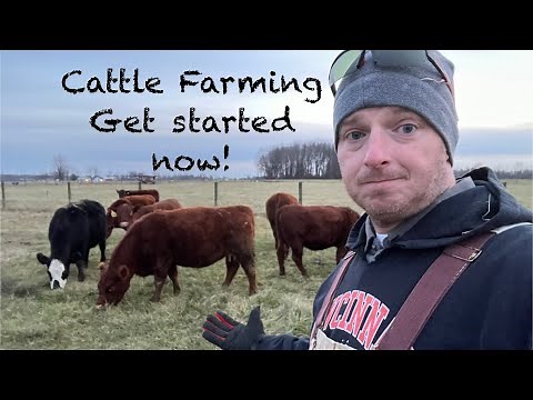 Start Raising Cattle, the basic info needed to get your first cow!
